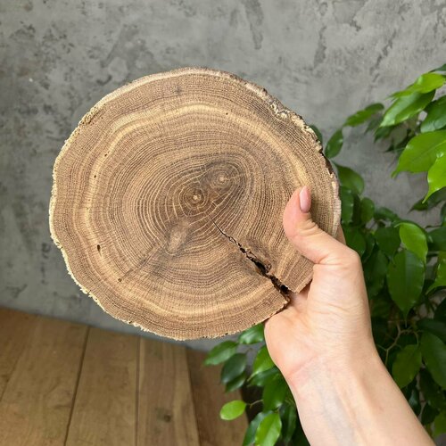 Спил дерева дуб - сухой шлифованный корень дерева 18х19х3,6 см