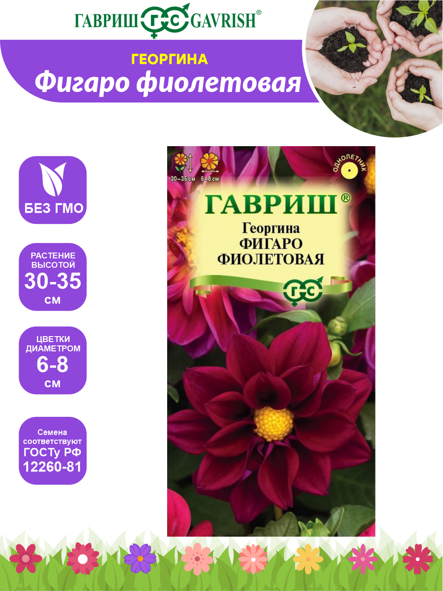 Семена Георгина Фигаро фиолетовая Н23 7 шт.