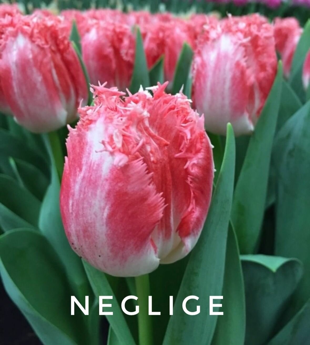 Тюльпаны пионовидные , луковицы сорт NEGLIGE бело-розовые (4 штуки)
