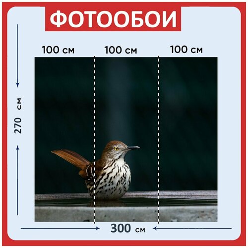 Фотообои Коричневый трэшер птица поилка для птиц 300x270 см флизелиновыена стену 3970₽