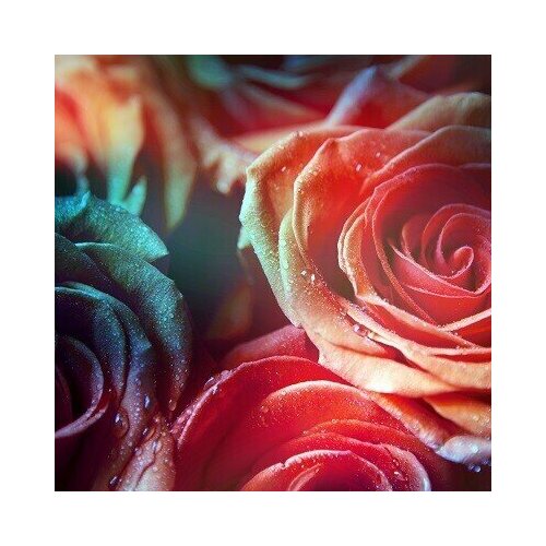 Картина 5050 см Розы N320 549₽