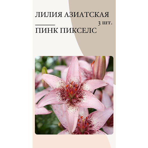 Лилия Пинк Пикселс, луковицы многолетних цветов лилия пинк пикселс азиатская 2шт