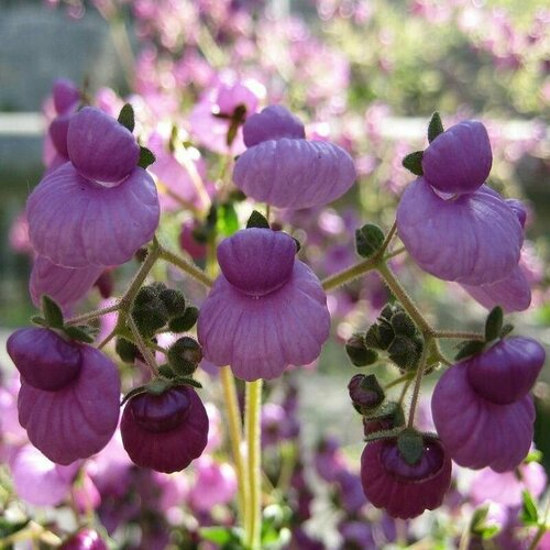 Кальцеолярия пурпурная (Calceolaria purpurea), семена