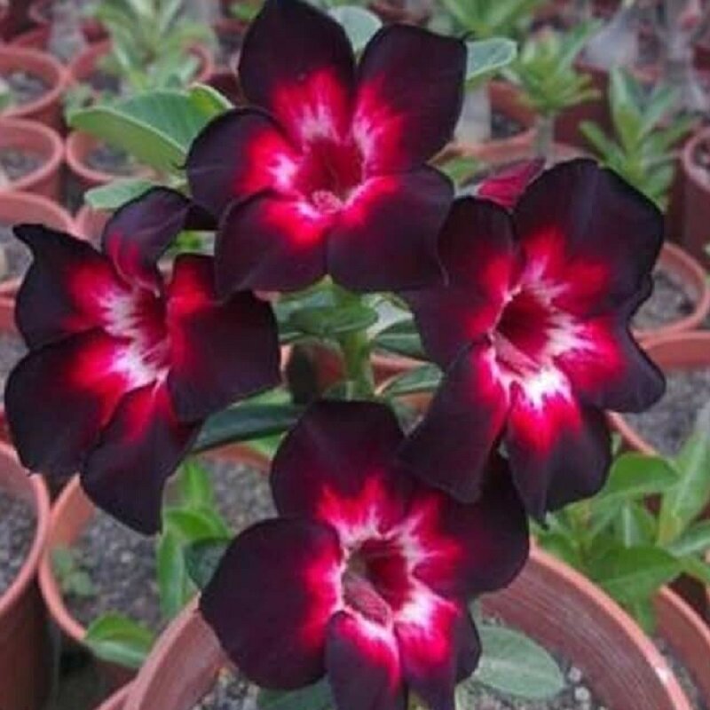 Адениум Adenium Obesum Desert Rose BLACK INDEPENDENT семена цветы