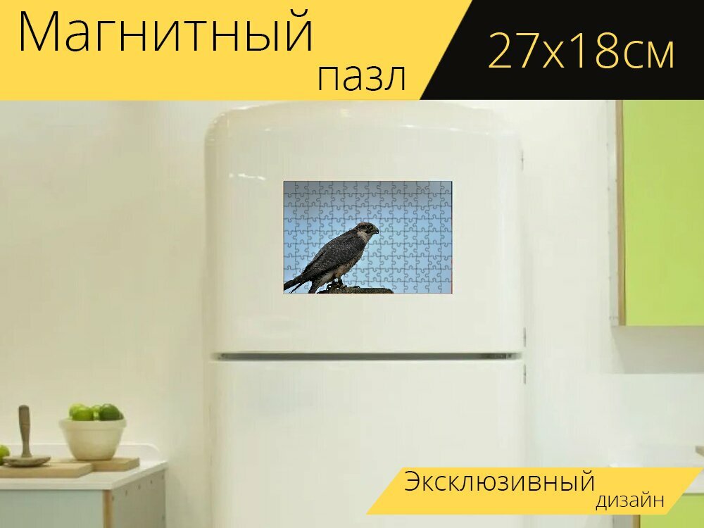 Магнитный пазл "Ланнер сокол, хищная птица, сокол" на холодильник 27 x 18 см.