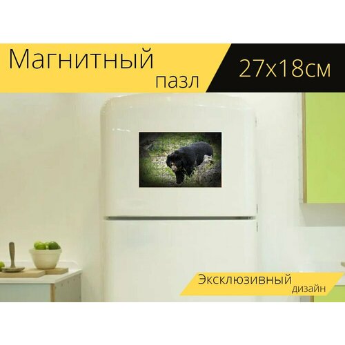 Магнитный пазл Черный медведь, животное, дикая природа на холодильник 27 x 18 см.