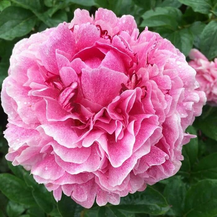 Пион травянистый Зе Фаун луковицы клубни корни цветов