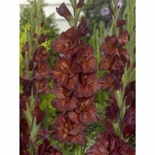 Гладиолус Шоколад 1шт