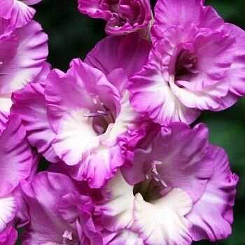 Гладиолус Анук 1 шт