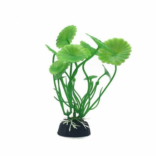 Аквариумное растение Rabizy водоросли 3х10 см