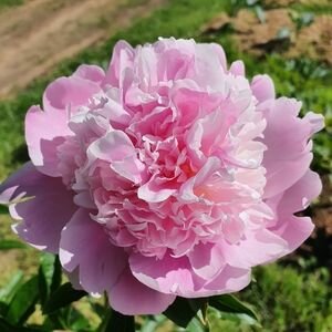 Пион Месье Жюль Эли 1 шт