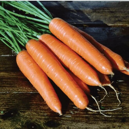Морковь (Лента) Берликум Роял (семена). Агрофирма Поиск. семена морковь берликум