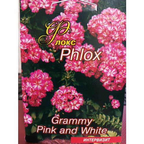 Флокс Phlox Grammy Pink and White семена