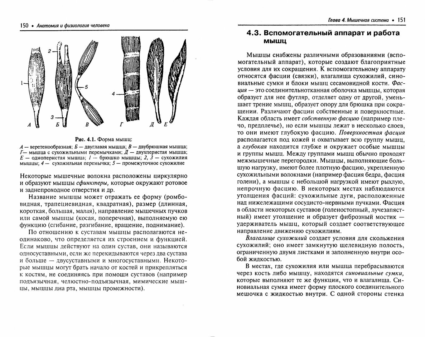 Анатомия и физиология человека: учебник - фото №3