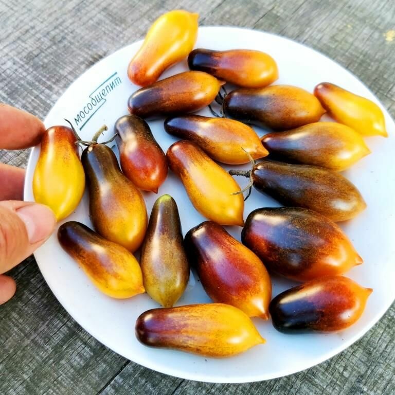 Коллекционные семена томата Индиго Кумкват