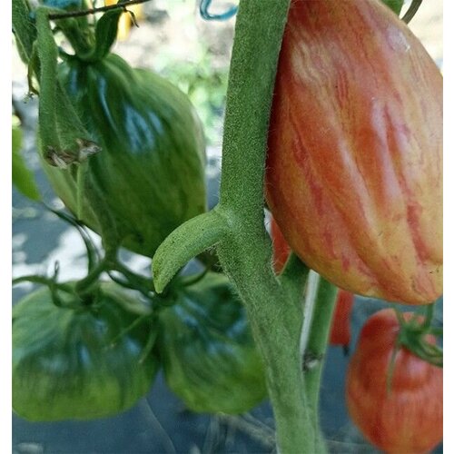 коллекционные семена томата калифорнийский тюльпан Коллекционные семена томата Большой Фестивальный Тюльпан