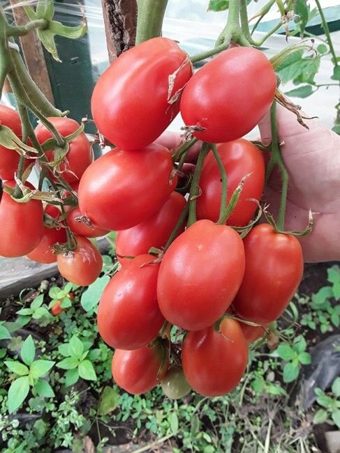 Коллекционные семена томата Сливка Бендрика Красная