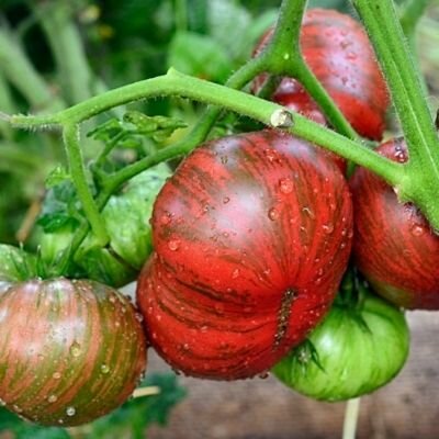 Коллекционные семена томата Гном Стринги