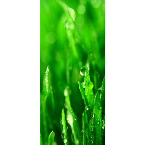 Самоклеящиеся фотообои Роса на траве, размер: 90x200 см