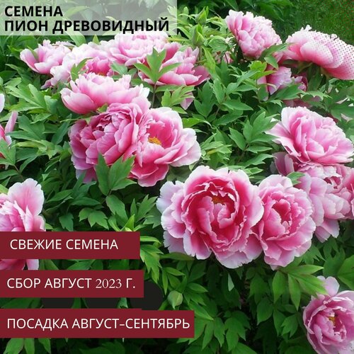 Пион древовидный микс семена (5 ШТ) пион древовидный seidai