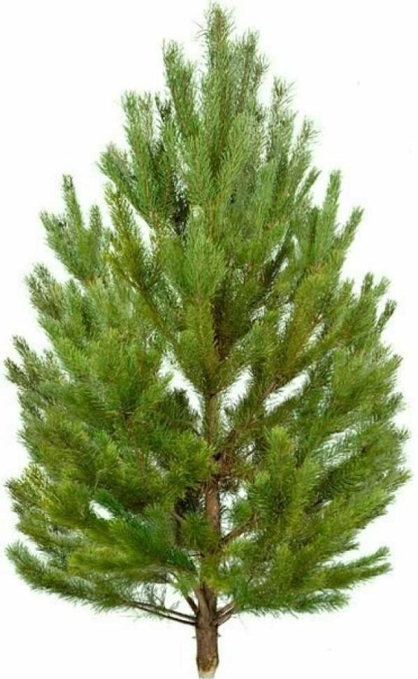 Новогодняя сосна 