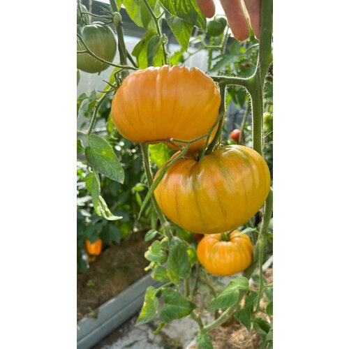 Брендивайн абрикосовый, селекция США