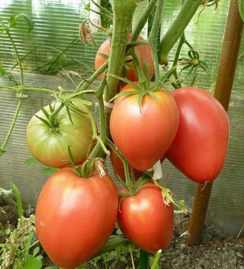Коллекционные семена томата Мазарини