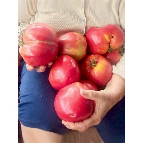 Коллекционные семена томата Тяжёлый из Поместе
