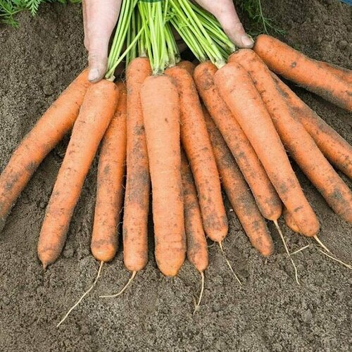 Коллекционные семена моркови F1 Найджел