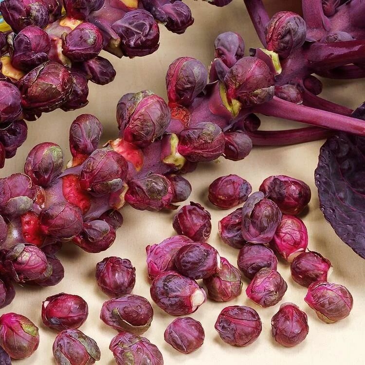 Коллекционные семена капусты брюссельская Рубиновые Бусы