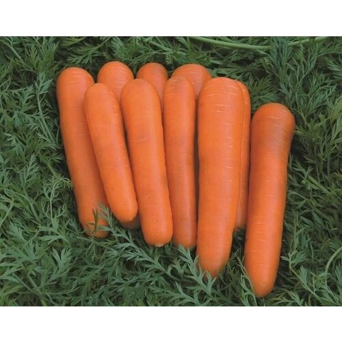 Коллекционные семена моркови Краса севера F1