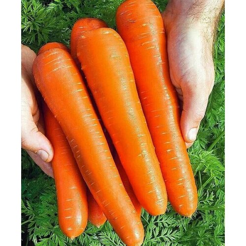 Коллекционные семена моркови Услада стевия услада семена