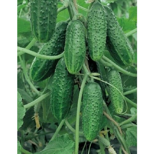 Коллекционные семена огурца Зеленая Лавина F1