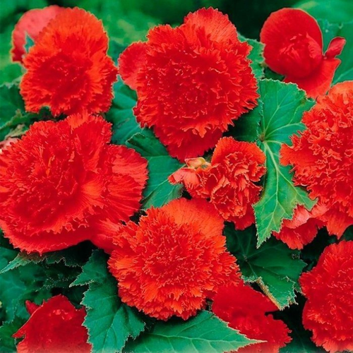 Бегония Бахромчатая Красная ( 2 клубня )