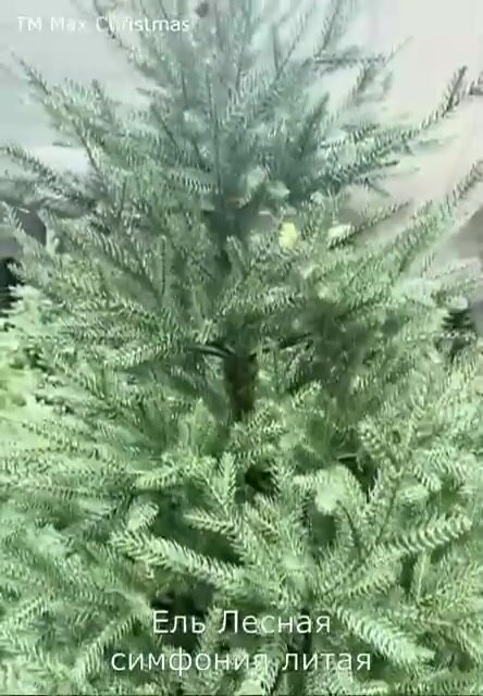 Ель искусственная литая Лесная Симфония 1,8 м / Бренд Max Christmas — фото 1