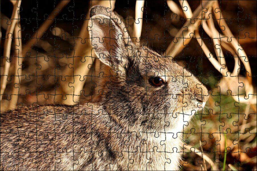 Магнитный пазл "Кролик, заяц, заячьи уши" на холодильник 27 x 18 см.