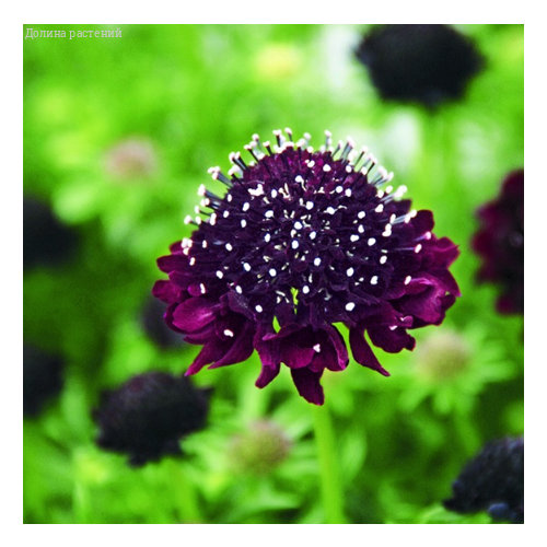 Скабиоза Темно-Пурпурная Дугласа, махр. Смесь (семена). Гавриш. семена цветы скабиоза дугласа