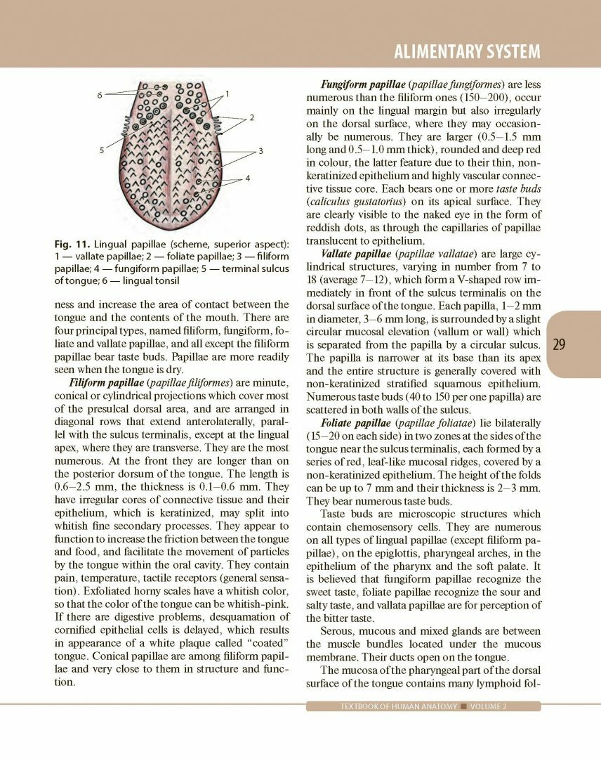 Textbook of Human Anatomy. In 3 volumes. Volume 2. Splanchnology and cardiovascular system - фото №8