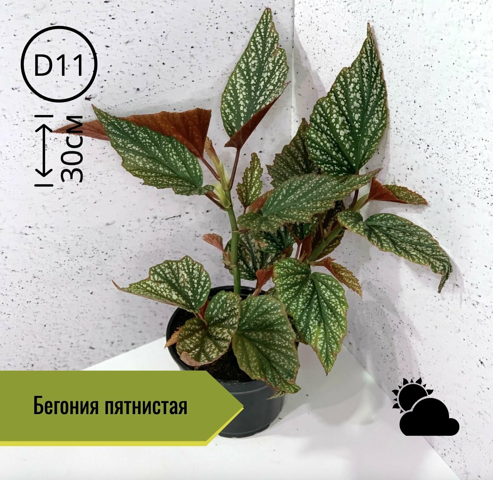 Бегония манжетная бегония воротничковая — купить по низкой цене на ...