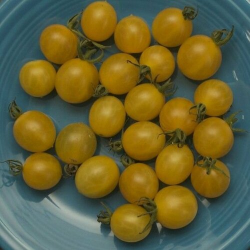 Коллекционные семена томата Койот помидоры черри экокультура жёлтые 250 г