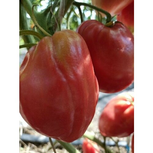 Коллекционные семена томата Загадка долины Роз сердцевидно- сливовидная