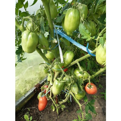 Коллекционные семена томата Зелёный перцевидный