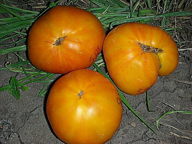 Коллекционные семена томата Гном Жёлтый Карлик Шона
