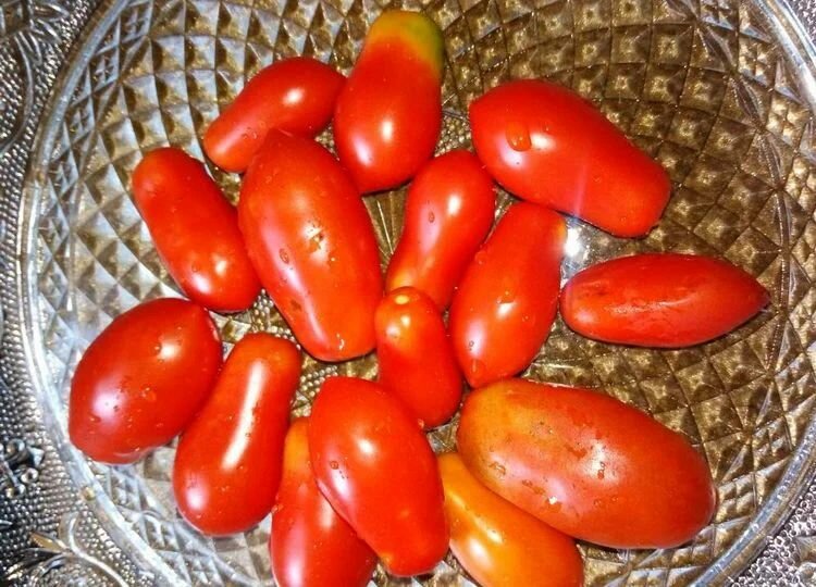 Коллекционные семена томата Засолочный деликатес