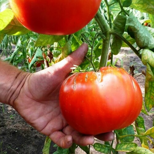 Коллекционные семена томата Гигантский Монстр семена томат гигантский монстр