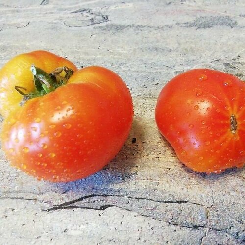 Коллекционные семена томата Гном Танагер