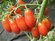 Коллекционные семена томата Сан Марцано
