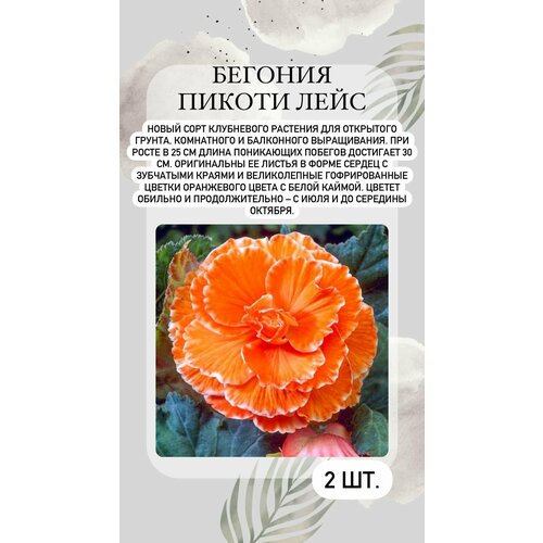 Бегония клубни, многолетние цветы 2 шт