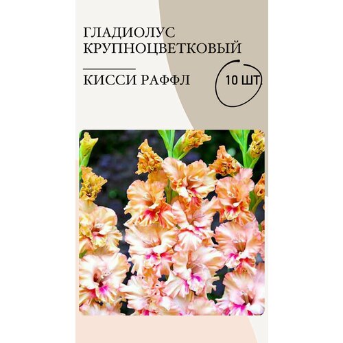 Гладиолус крупноцветковый Кисси Раффл, луковицы многолетних цветов