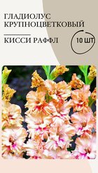Гладиолус крупноцветковый Кисси Раффл, луковицы многолетних цветов